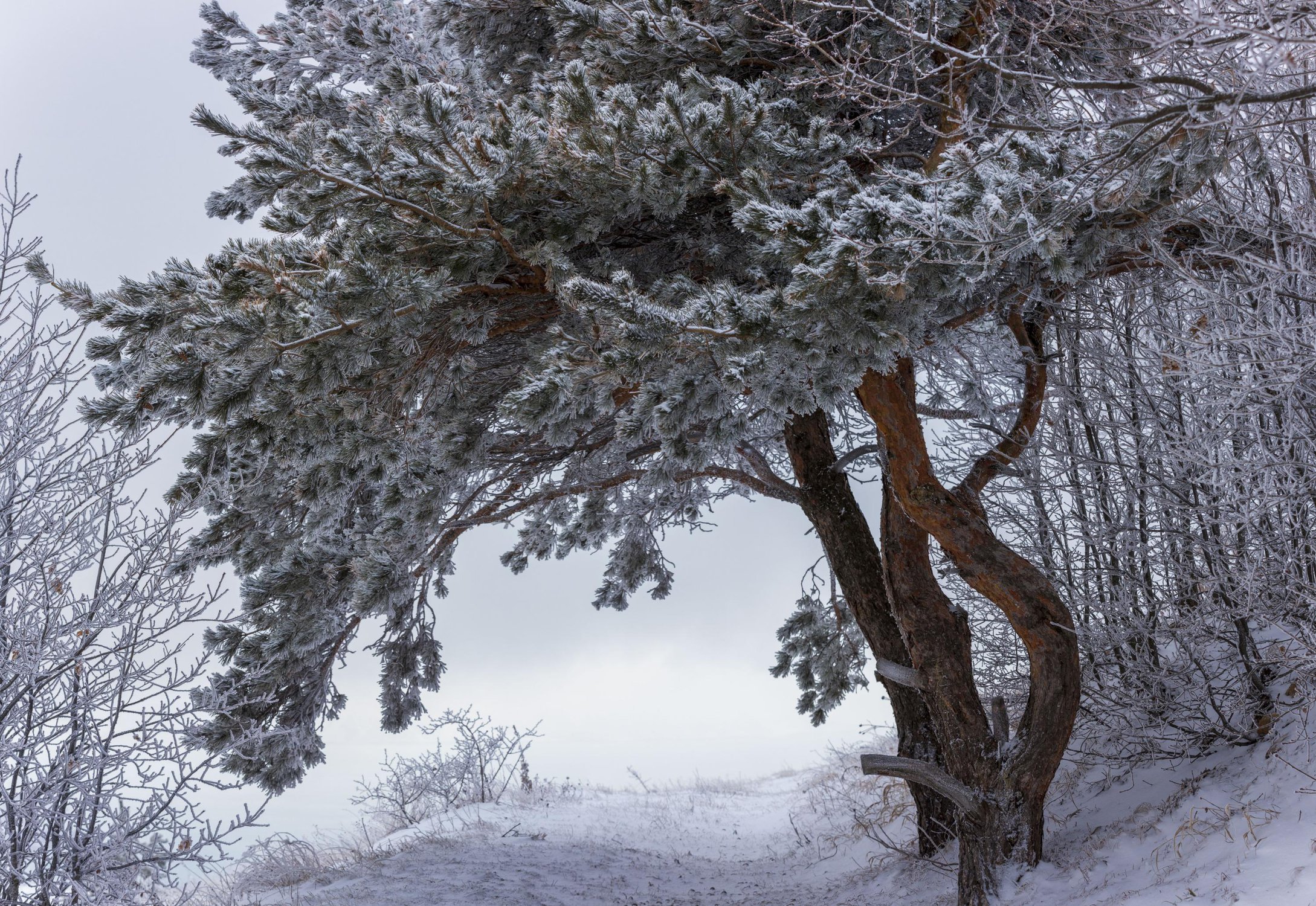 Снегопад на Сосновой горке, Ставропольский край, зима 2020 г