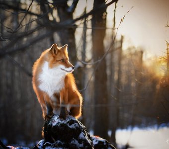 Лиса в восходе