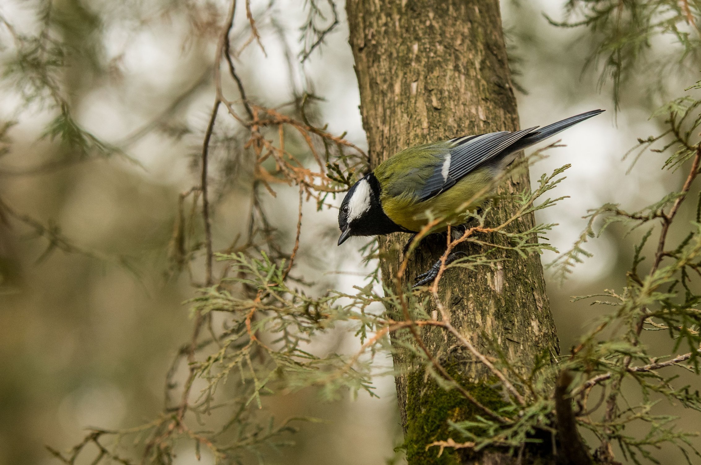 И что там есть вкусненького?