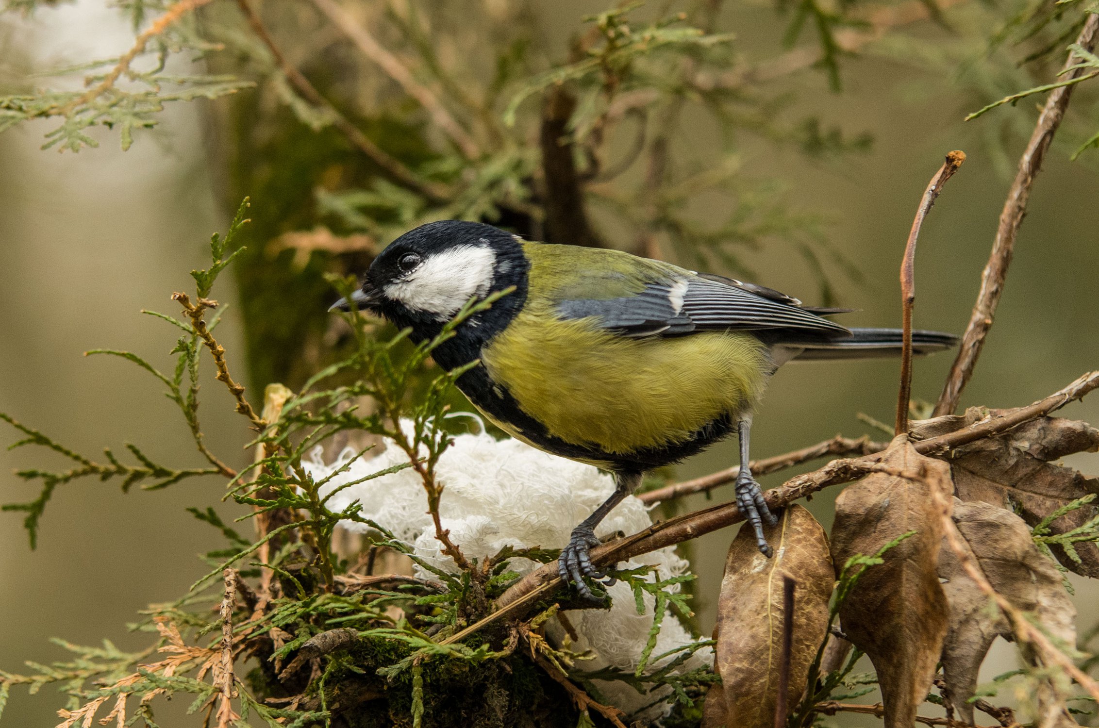 Большая Синица, взгляд