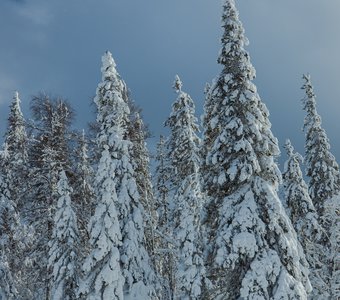 Сказочный зимний Уральский лес