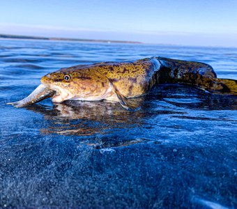 Жадный налим