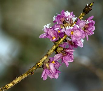 Замерзшие цветы.