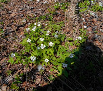 "Подснежники" на Урале