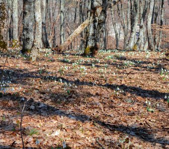 Подснежники в горах Крыма