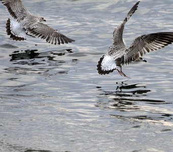 Хозяева стихий