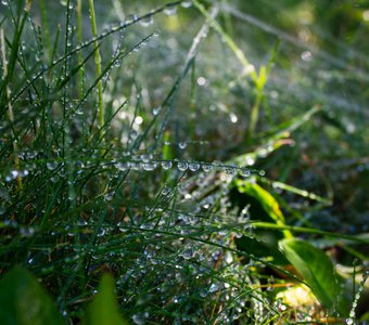 Капельки-лучаки