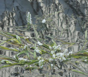 Кривое зеркало.