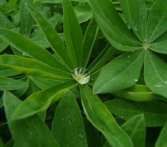 Жемчужина России