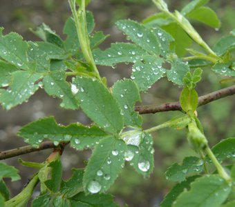 После дождичка в четверг.