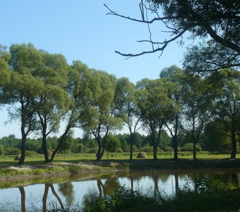 В тихой заводи пруда.