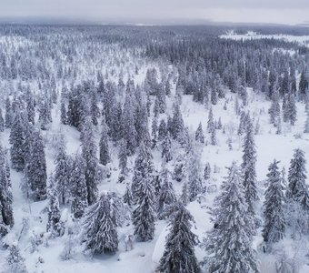 снежное безмолвие