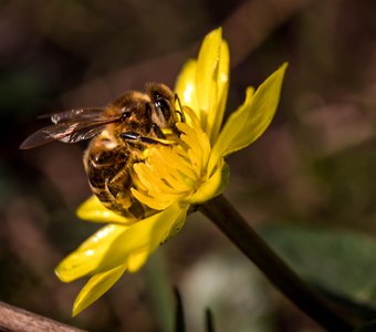 Трудолюбивая пчела