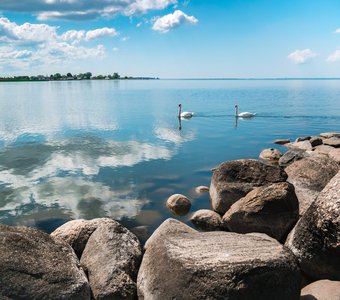 Балтийские лебеди