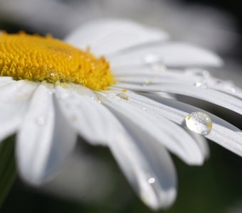 Горошина на принцессе