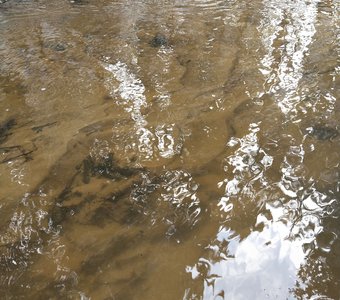 Весенняя лесная речка