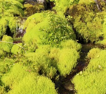 Свои пути...