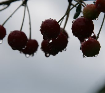 капли вишни