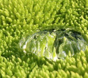 Мембранный мох