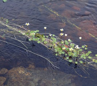 Водяные цветки