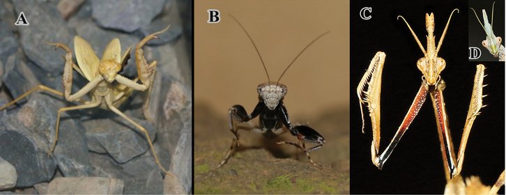 Фото: Mahmood Kolnegari / Journal of Orthoptera Research