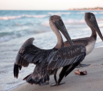 Пеликаны на пляже Варадеро, Куба