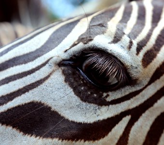 Глаз зебры