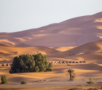 Корабли пустыни