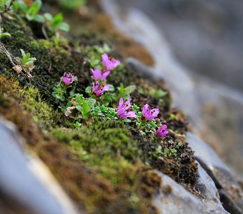 Цветущие скалы на севере Коми