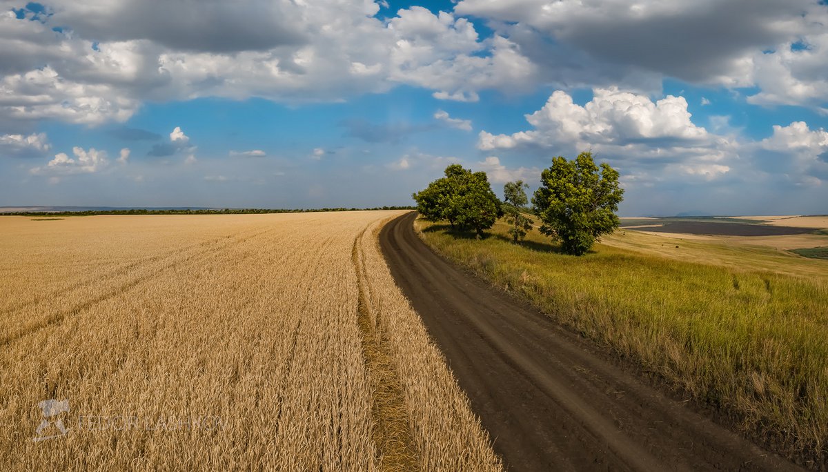 дорога хлеба до стола