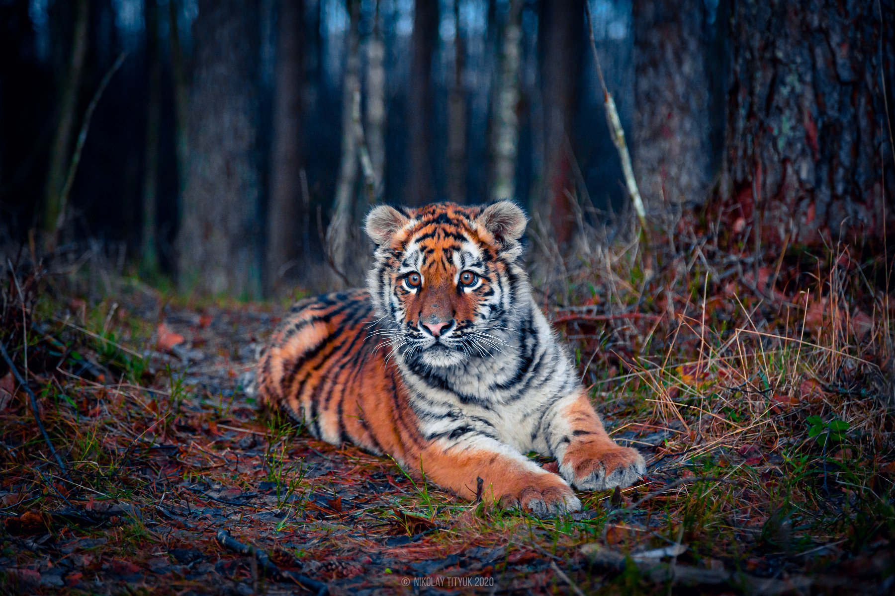 Уссурийский тигренок