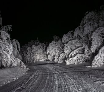 По дороге сказочного леса