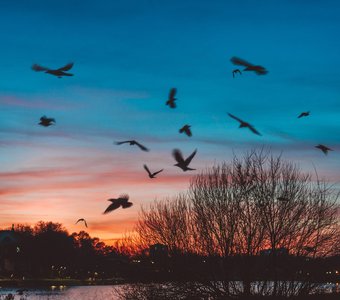 По мотивам произведения Хичкока