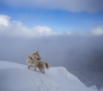 Помощник егеря