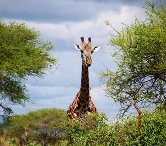 Довольный жираф