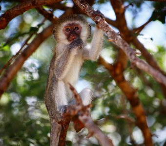 Малыш Vervet monkey