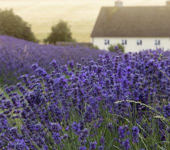 Сиреневый июль