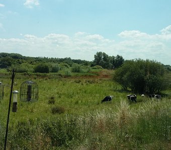 One for sorrow, two for joy...
