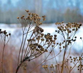Зимние оттенки
