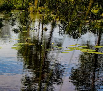 Подмосковные кувшинки