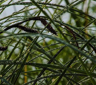 После дождя