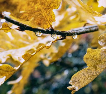 Октябрьский дождь