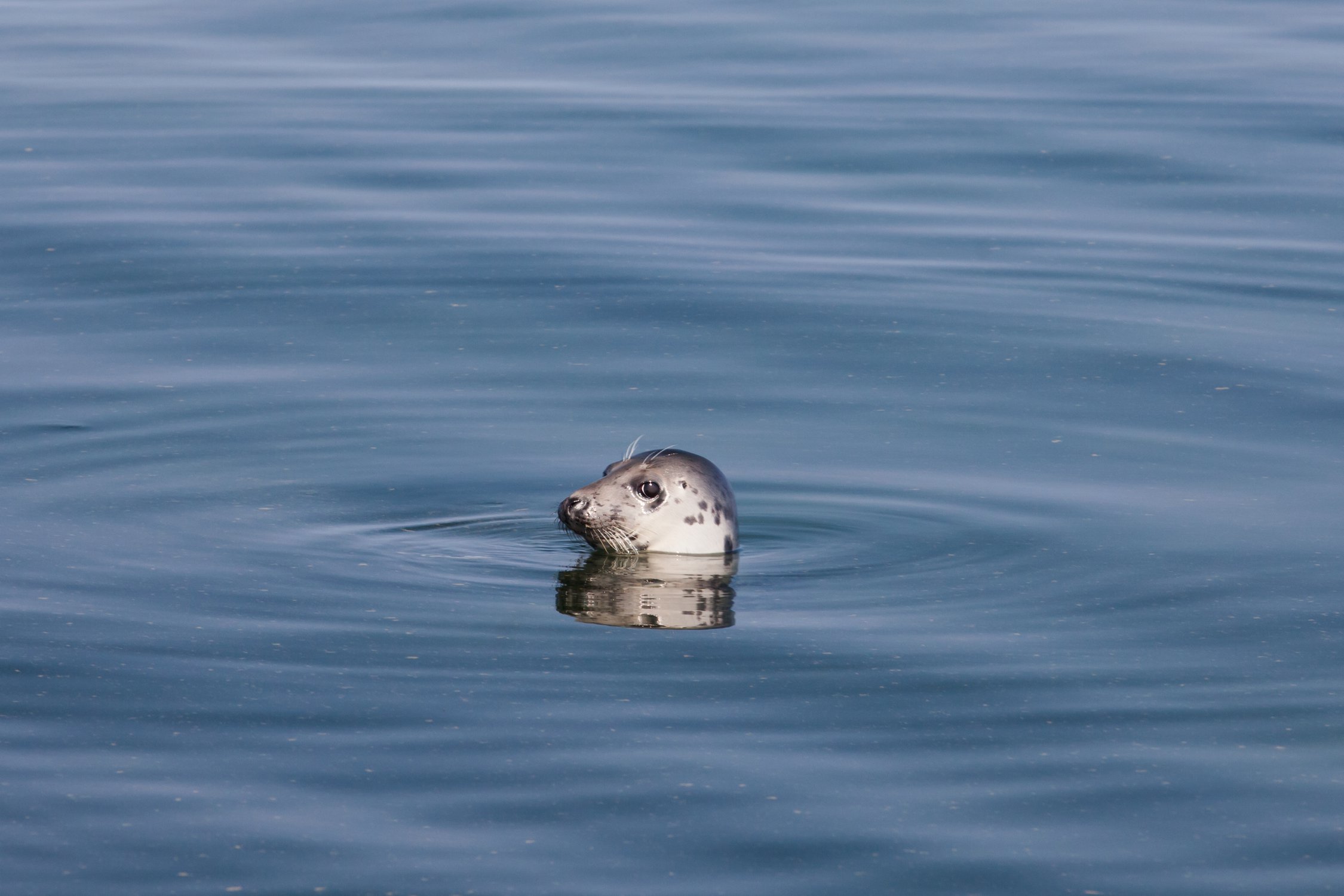 Смущённый тюлень. Эстония, остров Сааремаа