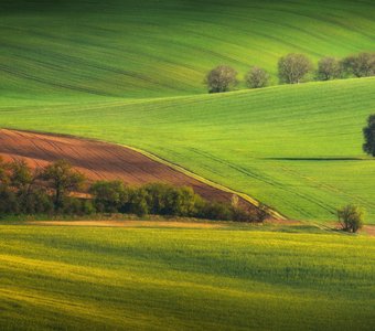 Моравские виды