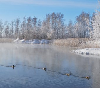 Зимние утки