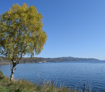 Дерево на берегу