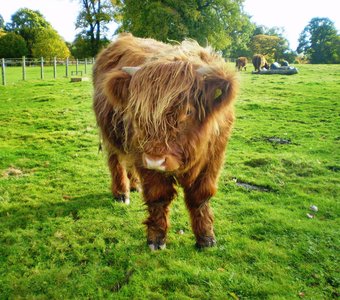 Aberdeen cow