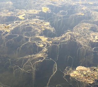 Архитектура будущего