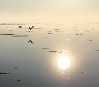 Солнце внутри