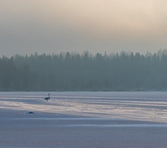 Лебединое озеро, зимний вариант